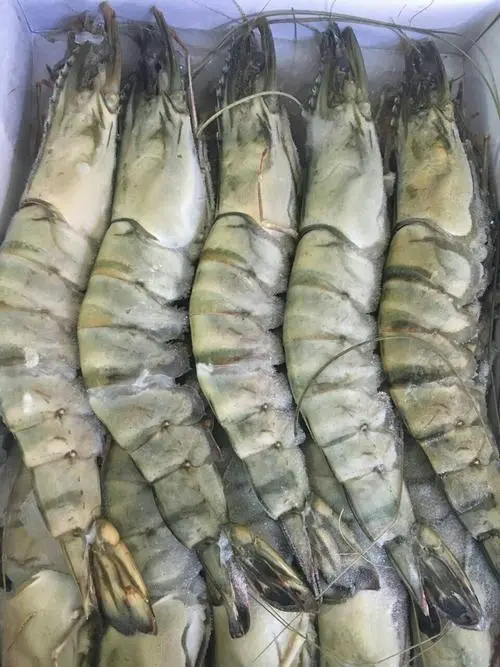 伊朗进口冻虾清关手续如何操作？