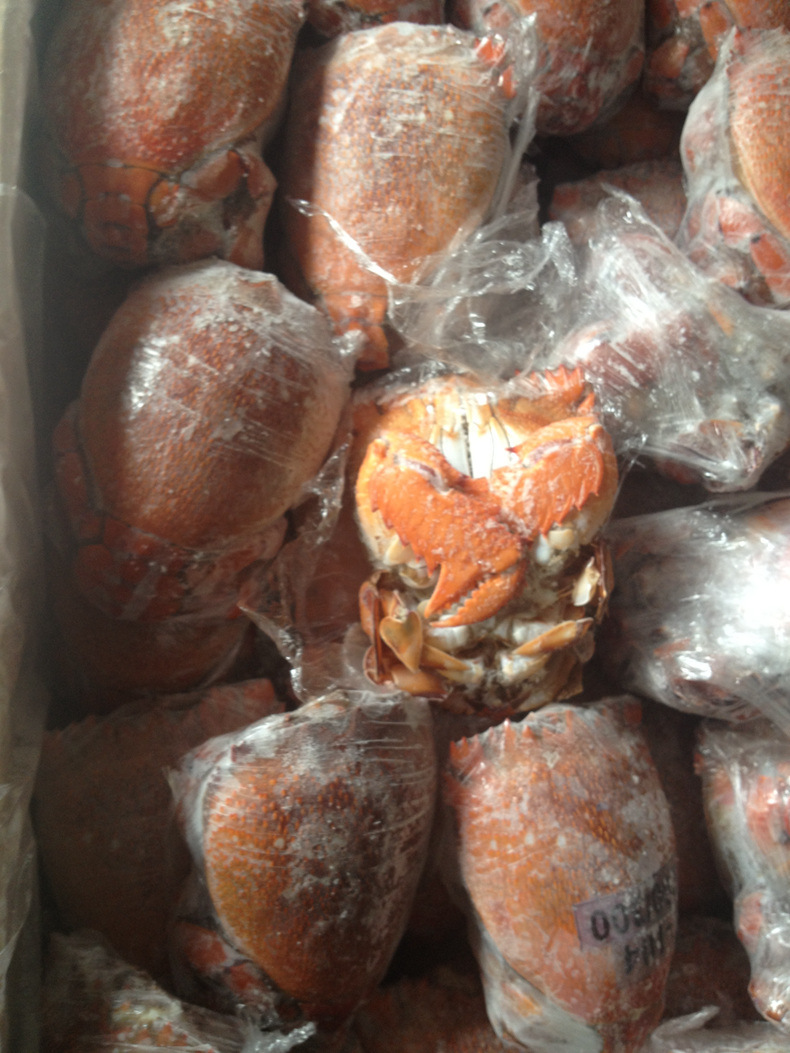 冷冻海鲜蛇口港正式清关如何操作？