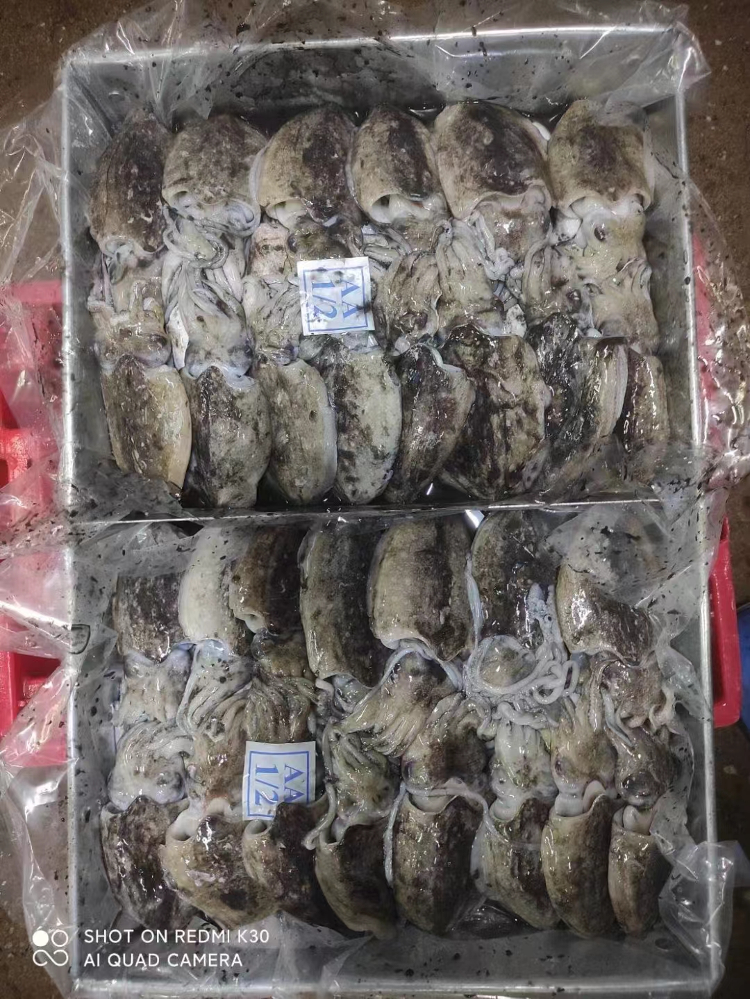 印度鱿鱼进口清关手续怎么办理?